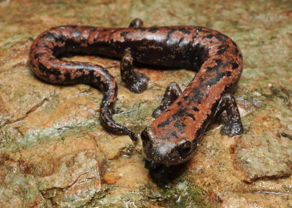 Yucatan Mushroomtongue Salamander