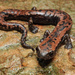 Bolitoglossa yucatana - Photo 由 Daniel Durán Arceo 所上傳的 (c) Daniel Durán Arceo，保留部份權利CC BY-NC