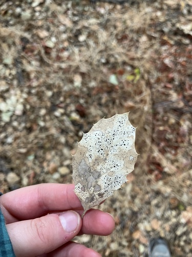 iNaturalist observation photo of oak map fungus