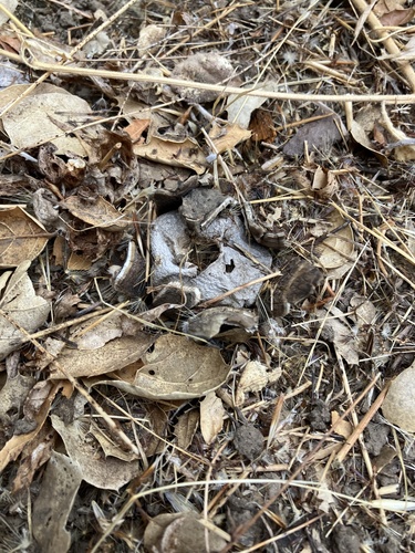 iNaturalist observation photo of Barometer Earthstars