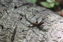 Anolis cristatellus wileyae