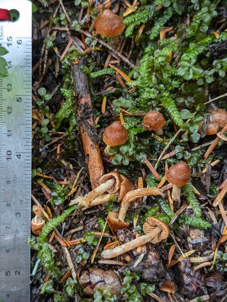 Cortinarius sp. 'Harrower73'