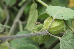 Leptoglossus zonatus