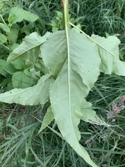 Koenigia alaskana