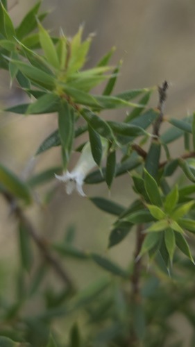 Styphelia sieberi, photograph 6