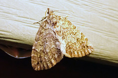 Hydriomena renunciata