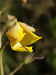 Linaria dalmatica