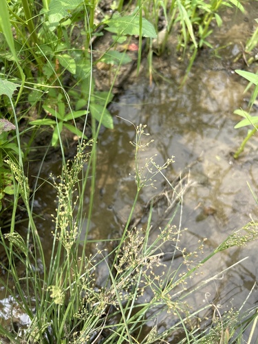 Fimbristylis littoralis iNat (2)