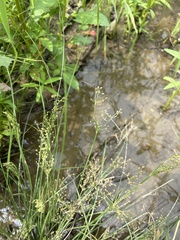 Shore Fimbristylis (Fimbristylis littoralis)