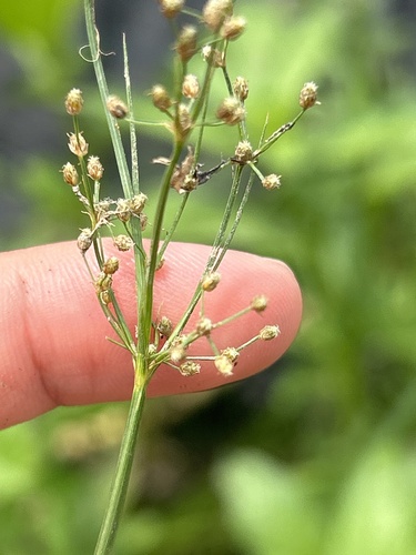 Image of Fimbristylis littoralis by (c) Bella Lin, some rights reserved (CC BY)