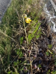 Linaria dalmatica