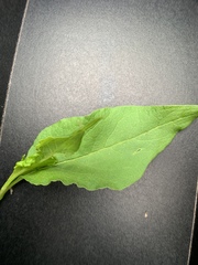 Koenigia alaskana