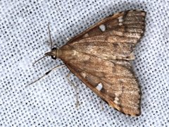 Udea hyalistis