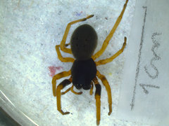 Trachelopachys gracilis