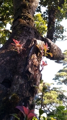 Vaccinium varingiifolium