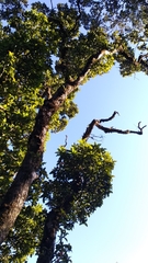 Vaccinium varingiifolium