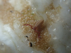 Epactiochernes tristis