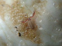 Epactiochernes tristis