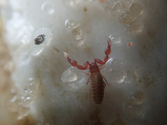 Epactiochernes tristis