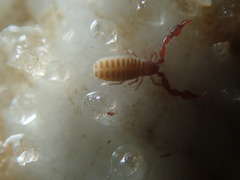 Epactiochernes tristis