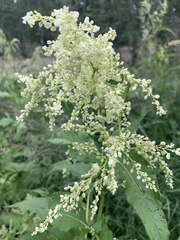 Koenigia alaskana