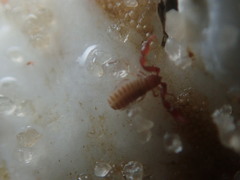 Epactiochernes tristis