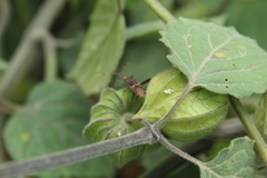 Leptoglossus zonatus