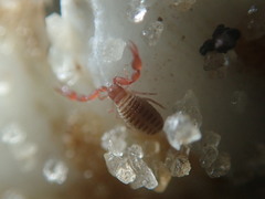 Epactiochernes tristis