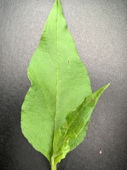 Koenigia alaskana
