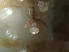 Epactiochernes tristis