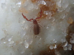 Epactiochernes tristis