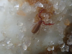 Epactiochernes tristis