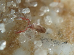 Epactiochernes tristis