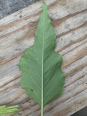 Koenigia alaskana