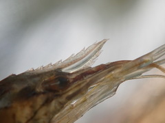 Palaemon vulgaris