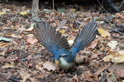Red-flanked Bluetail