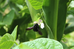 Neoxylocopa