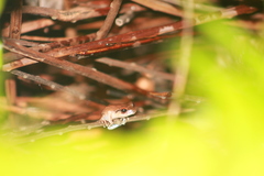 Eleutherodactylus antillensis