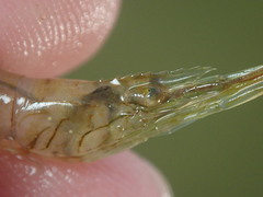 Palaemon vulgaris