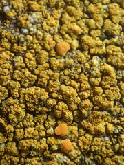 Flavoplaca flavocitrina