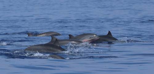 How to identify Lagenodelphis hosei Fraser, 1956