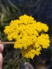 Achillea filipendulina