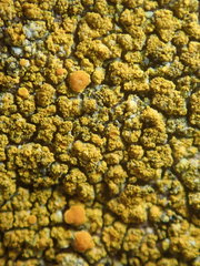 Flavoplaca flavocitrina