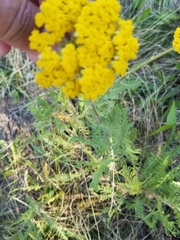 Achillea filipendulina