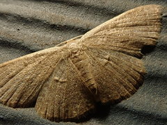 Cosymbiini