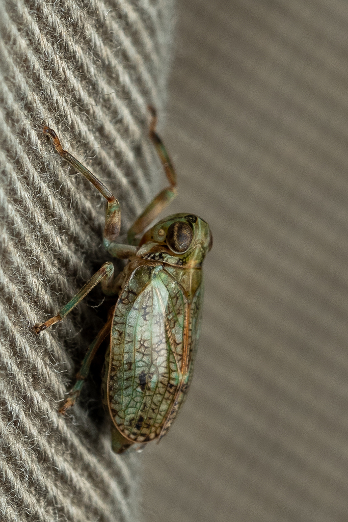 Klopp Insect Issus coleoptratus in September 2024 by Alan Yoshioka. This thing ...