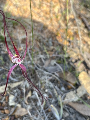 Image of Caladenia chapmanii by (c) dizzyurid, some rights reserved (CC BY)