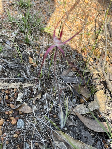 Image of Caladenia chapmanii by (c) dizzyurid, some rights reserved (CC BY)