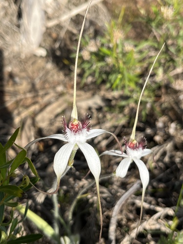 Image of Caladenia longicauda by (c) dizzyurid, some rights reserved (CC BY)