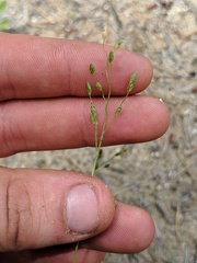 Dichanthelium depauperatum